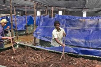 वर्मी कम्पोस्ट यूनिट में केंचुओं द्वारा जैविक खाद तैयार करते हुए किसान
