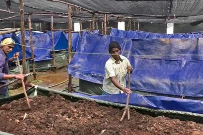 वर्मी कम्पोस्ट यूनिट में केंचुओं द्वारा जैविक खाद तैयार करते हुए किसान