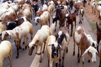 ग्रामीण क्षेत्र में बकरी और भेड़ का पालन करते हुए किसान, साफ-सुथरे शेड में पशु देखभाल करते हुए